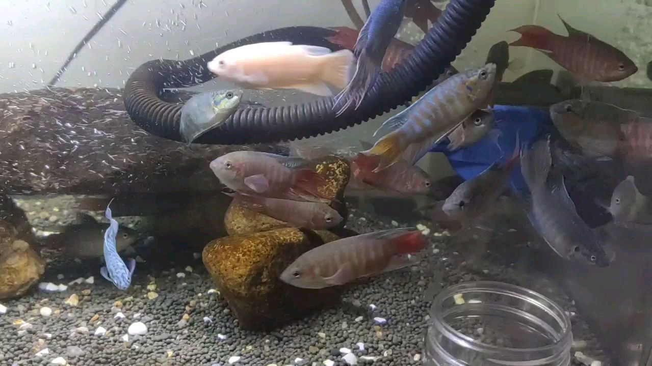 一大早给斗鱼喂食,黄金斗鱼苗子快要吃饲料了,给它们搭个小鱼池