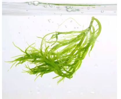 石花菜和鹿角菜的区别