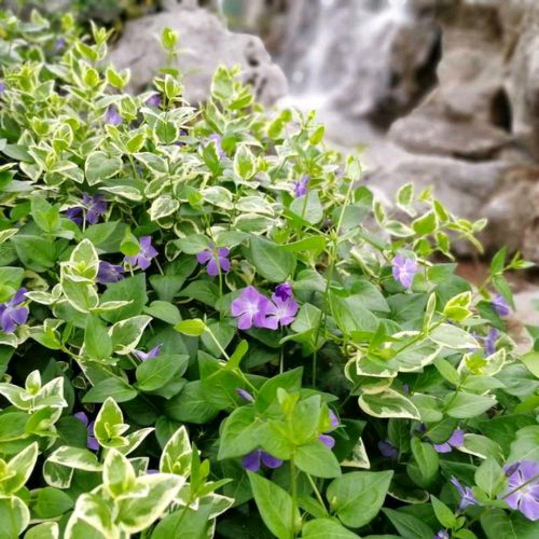 七绝一首:咏蔓草花