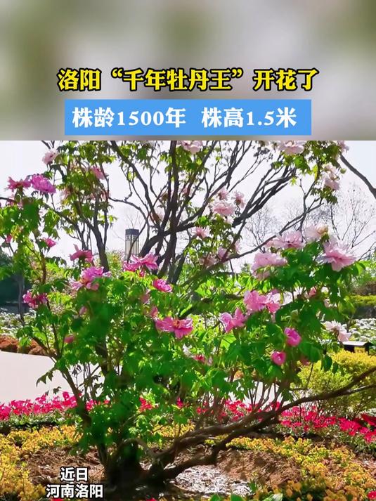 洛阳"千年牡丹王"开花了,株龄1500年 株高1.5米