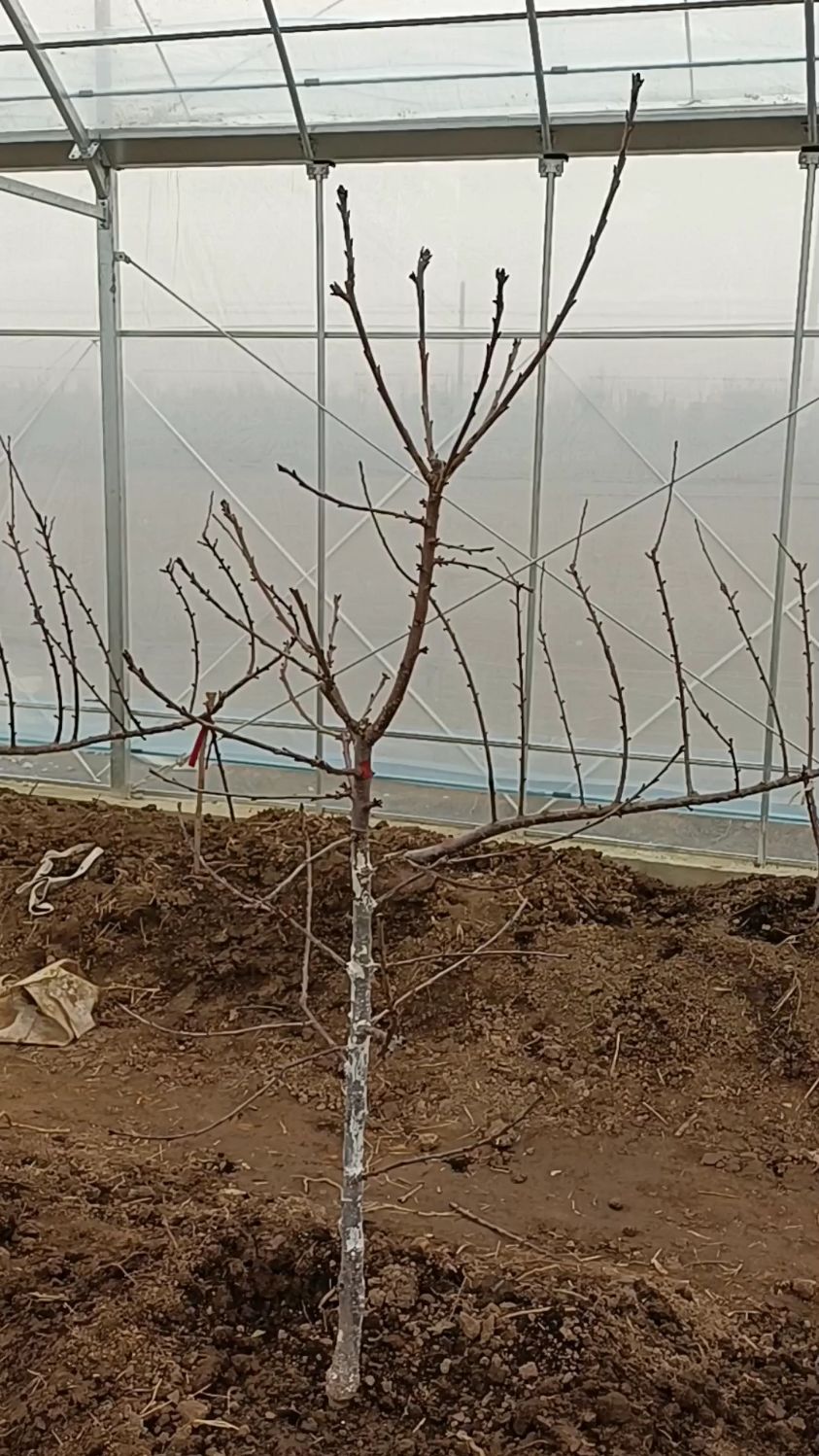 tsa樱桃树形修剪很简单三年树几分钟修剪一棵