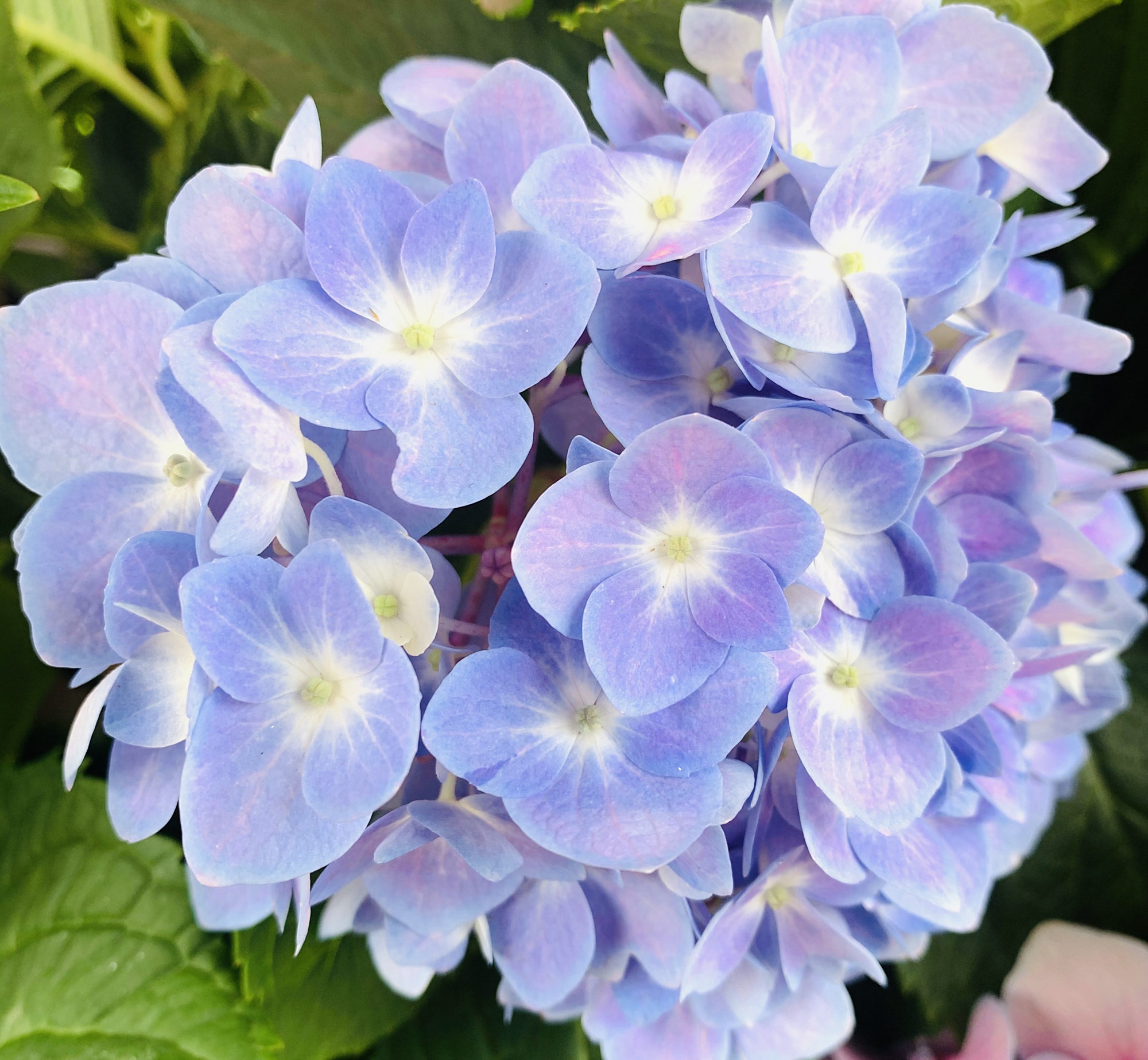 绣球花到底有多少种颜色?