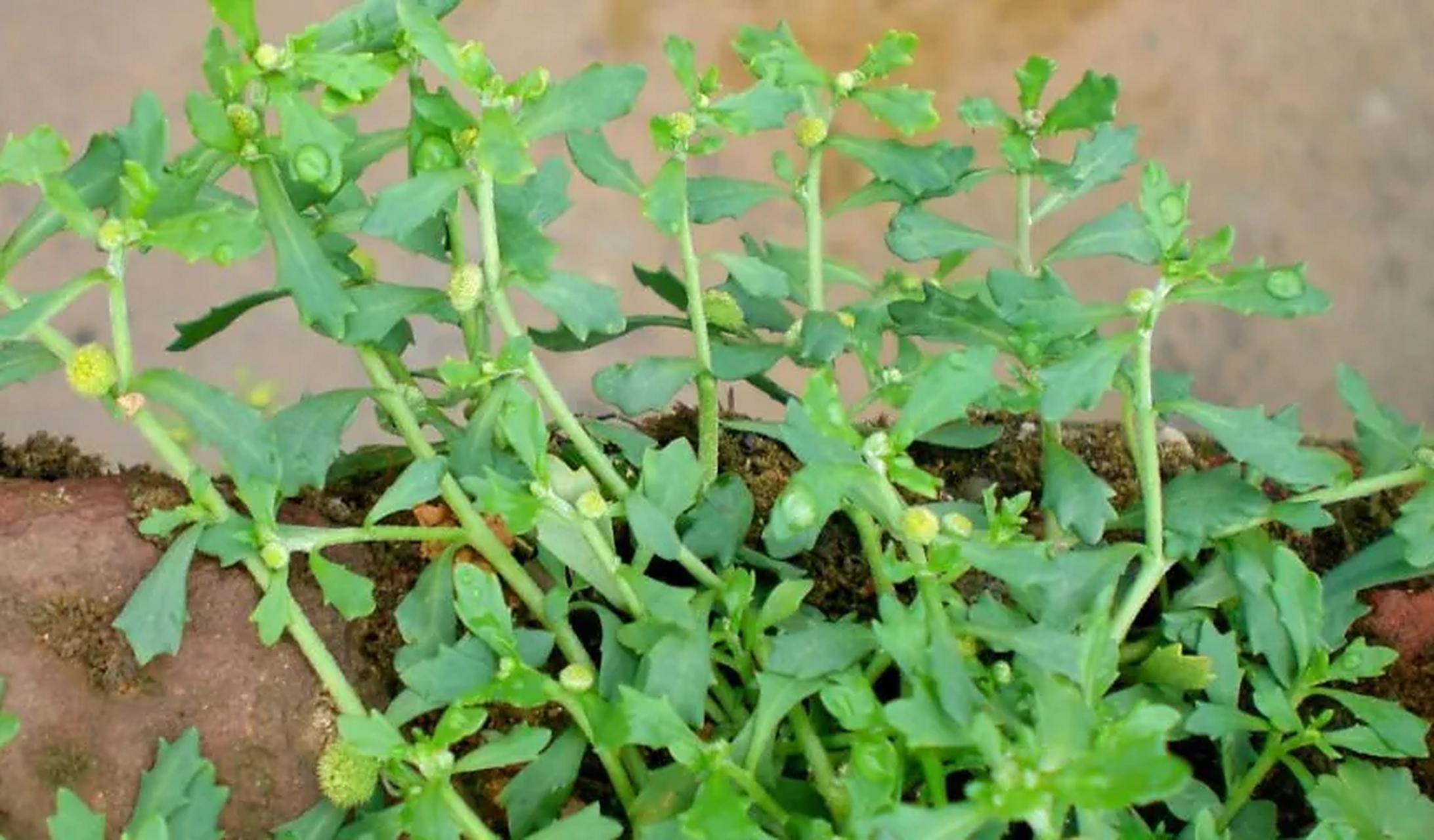 中医叫它"鼻炎草",藏在农房周围生长,掰开有臭味惹人嫌,到药用价值