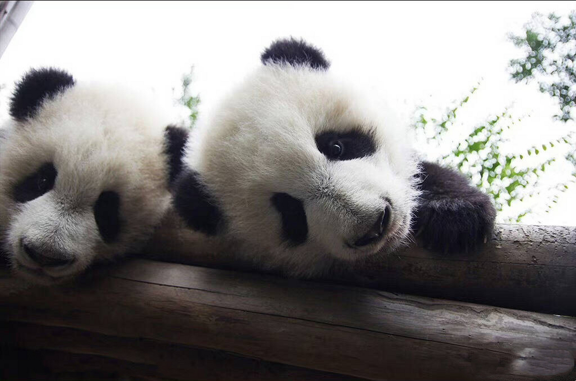 的浪漫之大熊猫的命名; 内蒙古 鄂尔多斯 野生动物园: 七巧/七喜(夕)