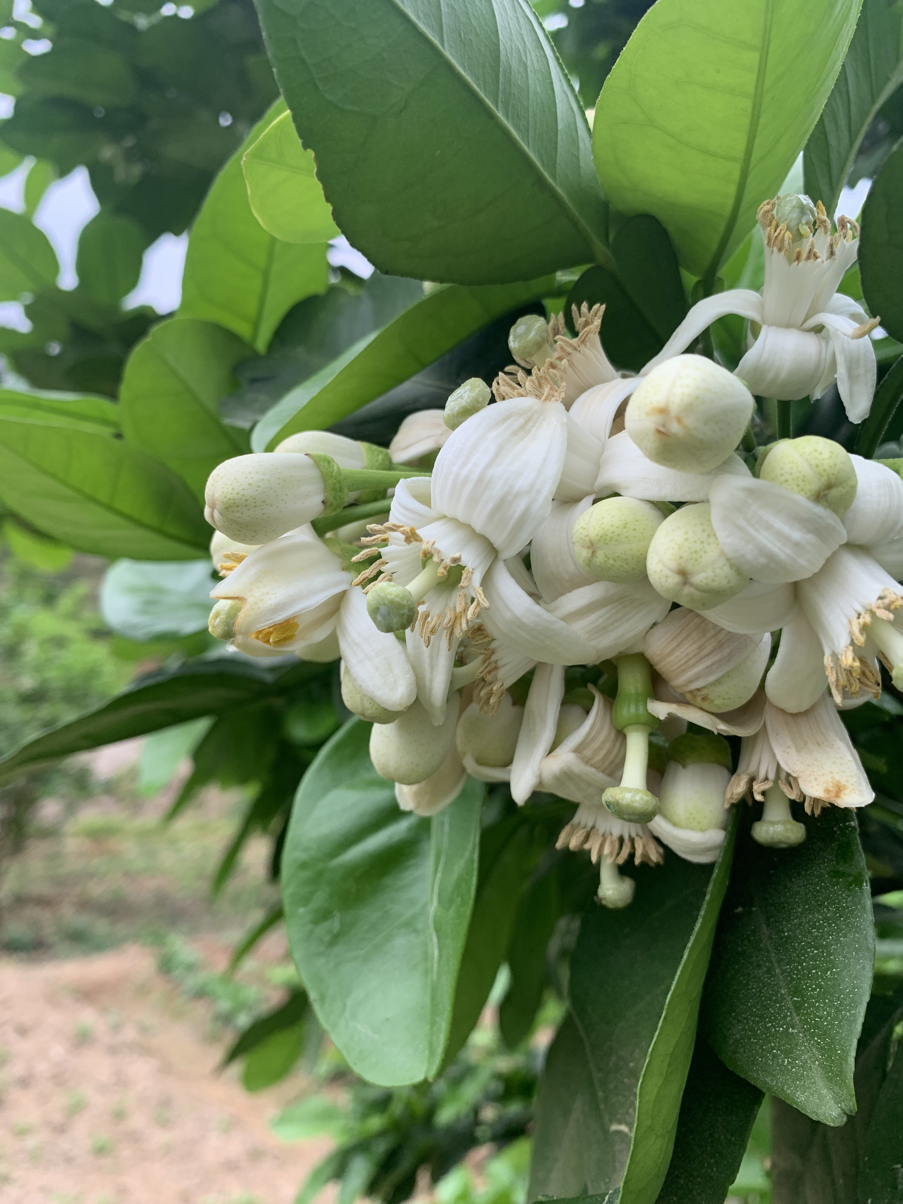 充能柚子开花后图片