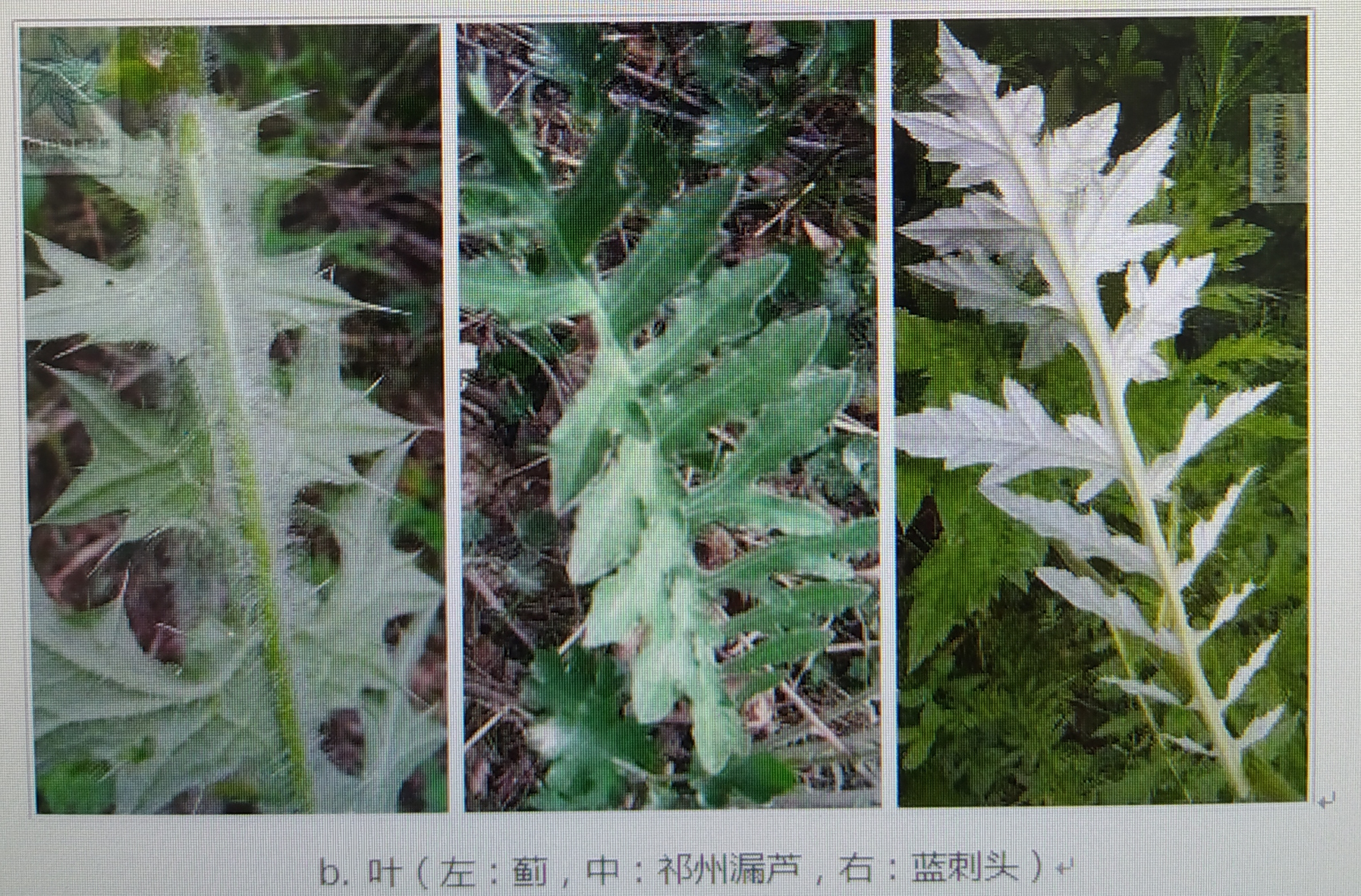 中药"蓝刺头"一一药性功效