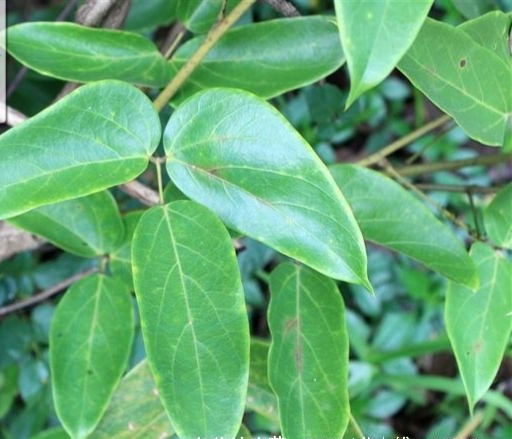 白花油麻藤是一种什么样的植物