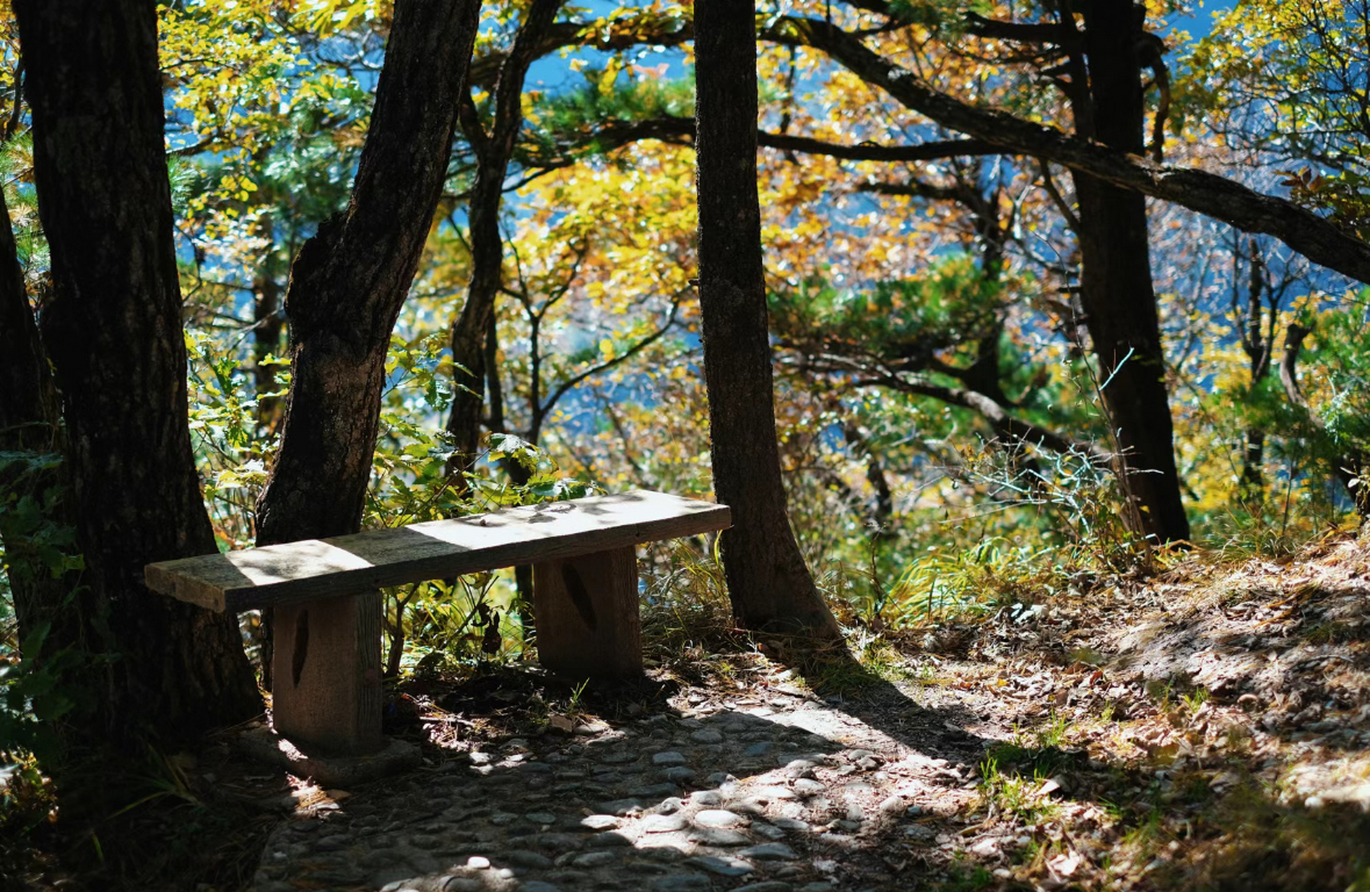 位于柞水的牛背梁国家森林公园,这里环境清幽,开车来的路上便是好景不