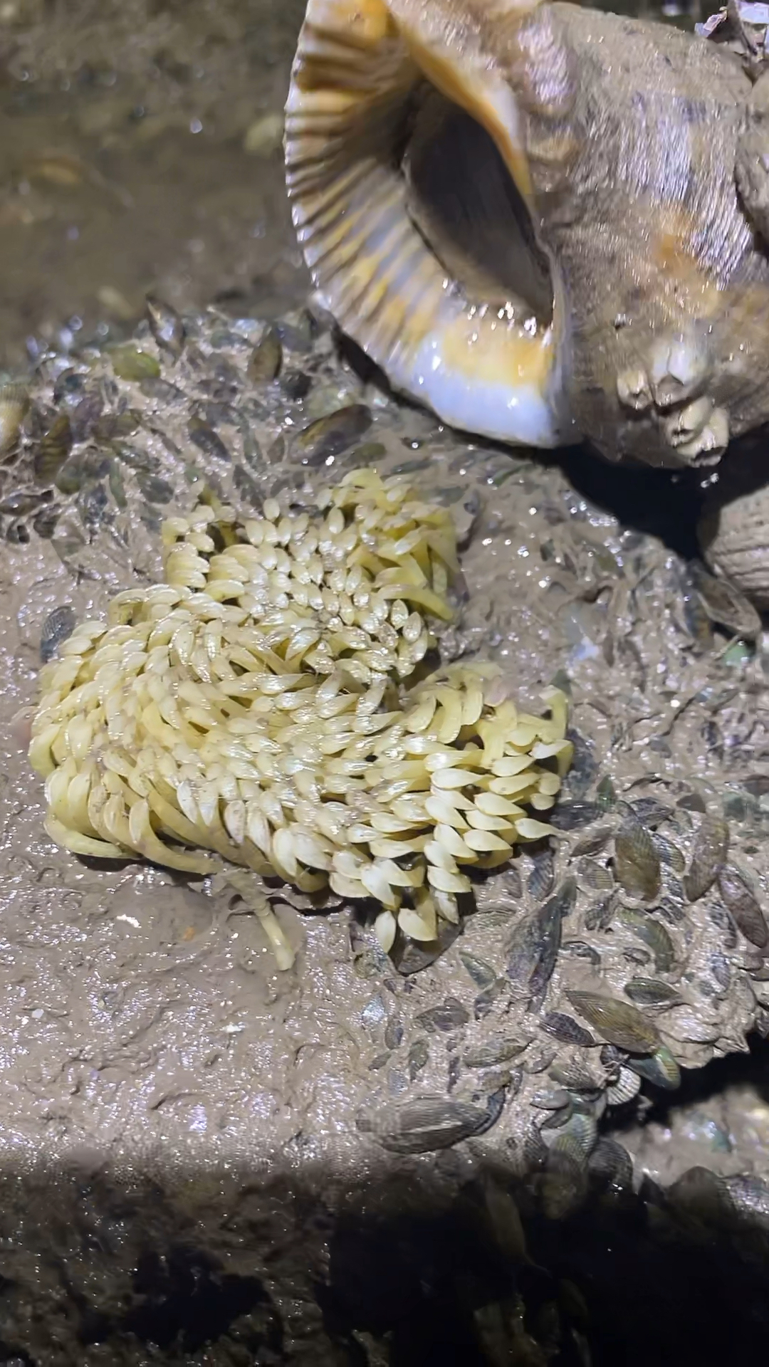 这个季节的海螺都开始产卵啦,果断放生,同意扣个1-度小视