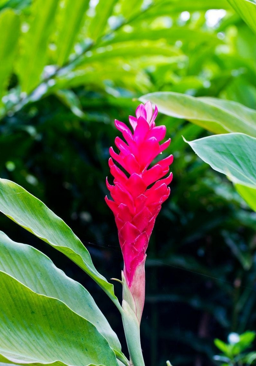 公园里的一种观赏芭蕉,鲜红艳丽的红花蕉