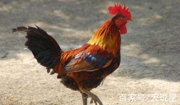 生肖鸡财运最好吗今年运势(生肖鸡今年财运怎么样)