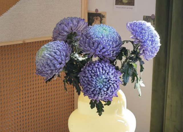 牡丹菊的花语和寓意