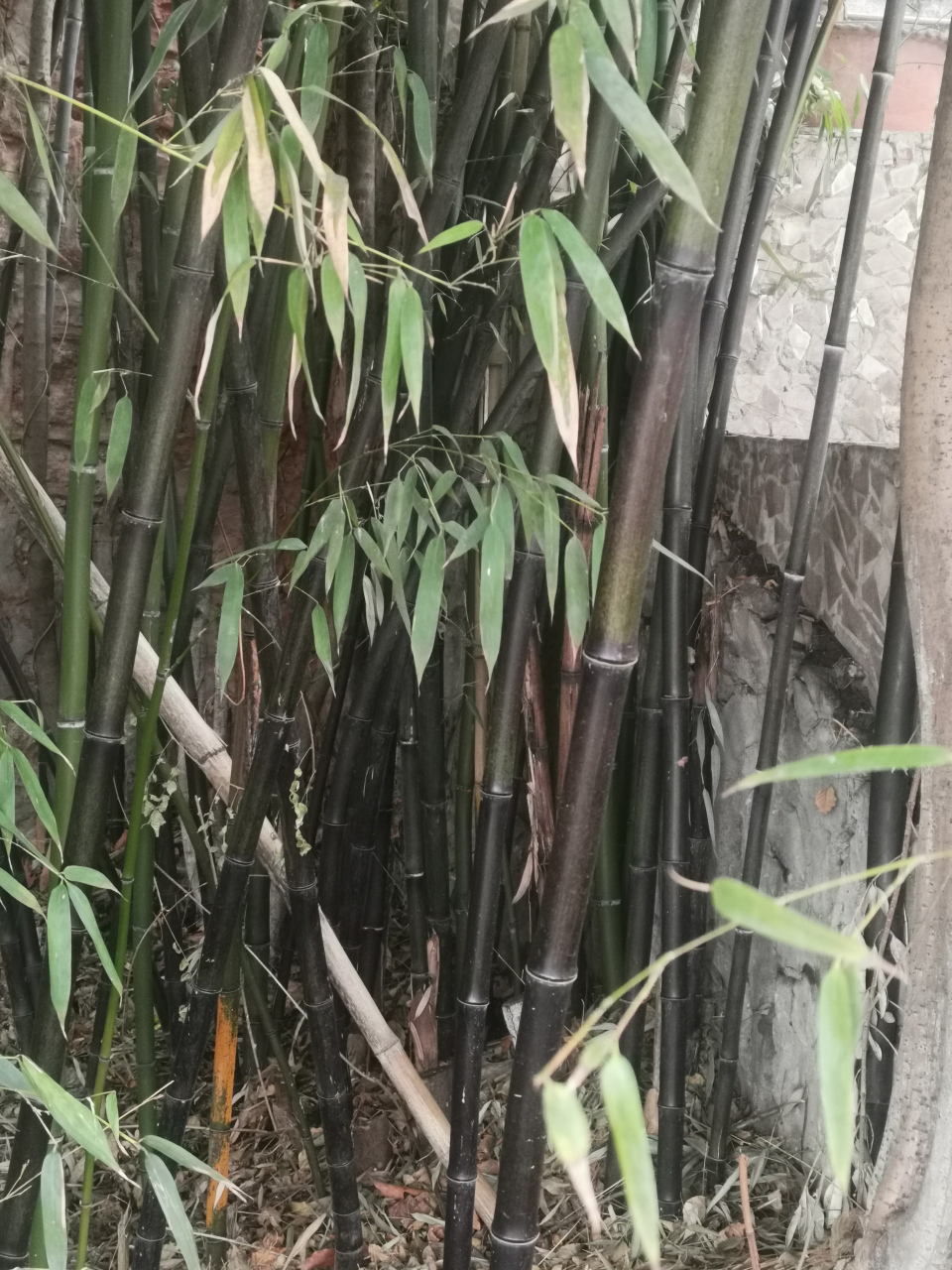 在公园看到几根竹子,表面不是绿色的,而是黑色的,我猜想,它们是黑竹?