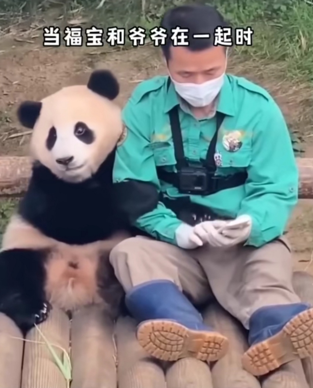 这大概是中国网友也赞同的国宝续签吧,因为韩国饲养员姜爷爷宋爷爷真