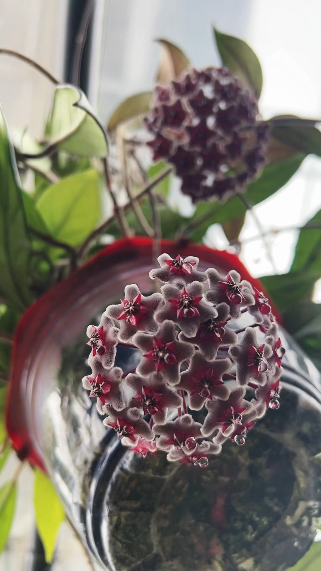 黑巴顿球兰,黢黑黢黑的