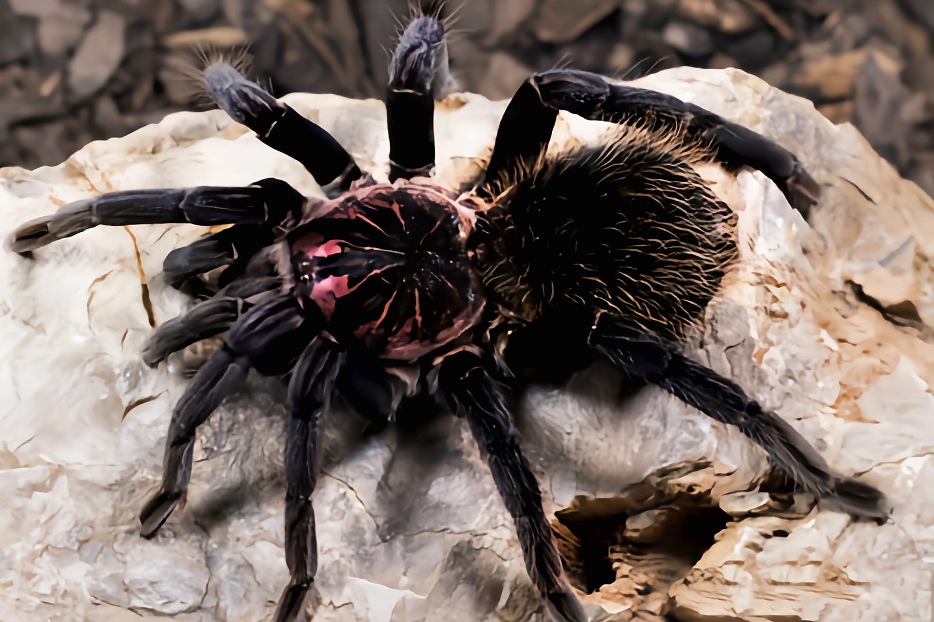 每天认识一种动物——哥伦比亚镭射蛛 哥伦比亚镭射蛛是蜘蛛目,捕鸟蛛