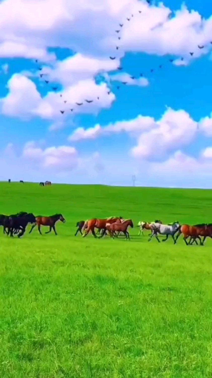 大草原的马儿在自由的奔跑