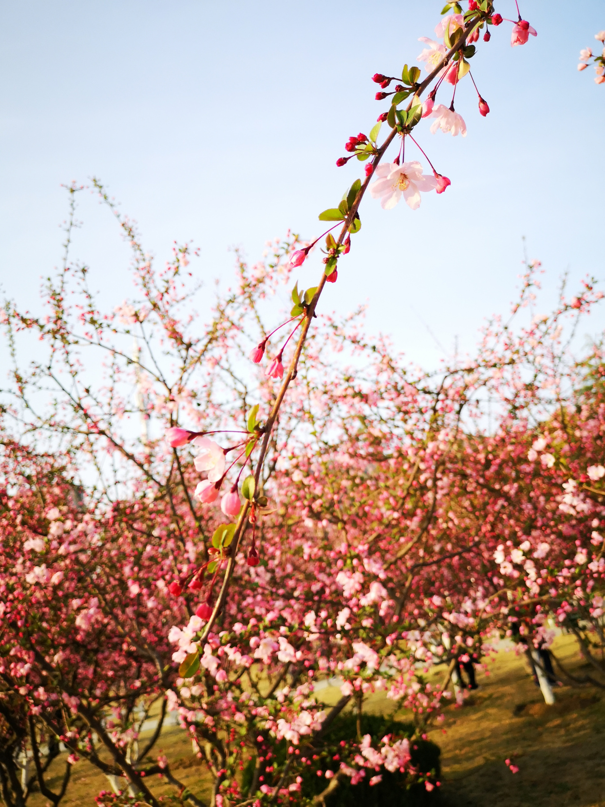 绚烂的海棠花海