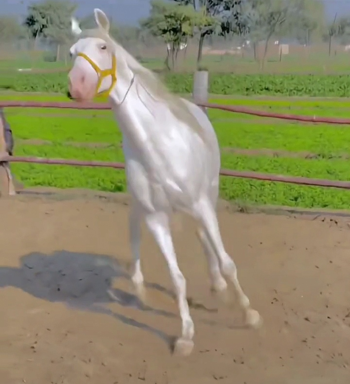 原来真的有"照夜玉狮子",看来古人诚不欺我!