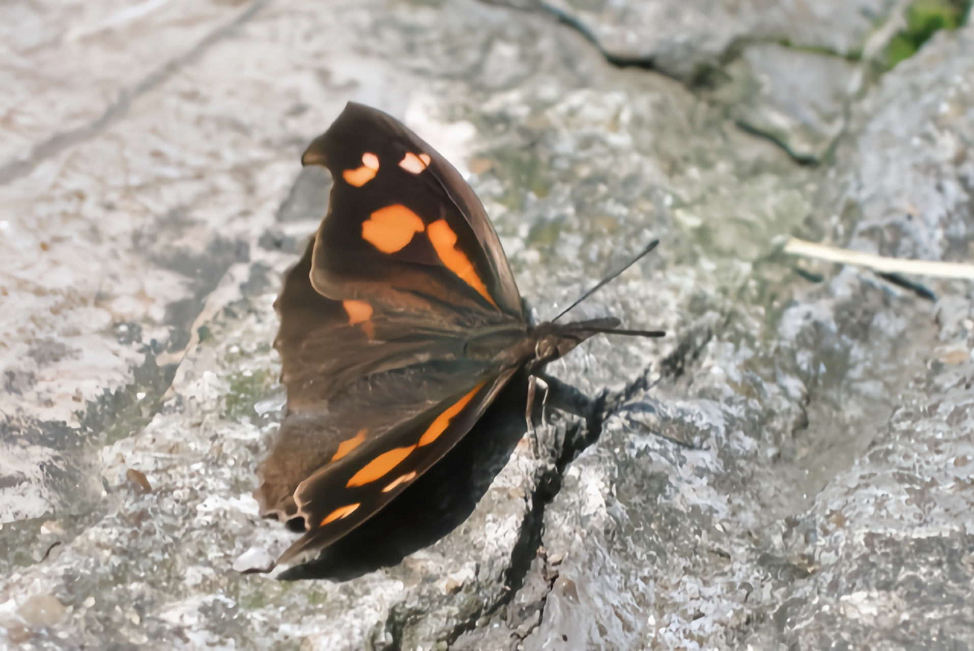每天认识一种昆虫——朴喙蝶 朴喙蝶是最古老的蝴蝶种类之一,昆虫学家