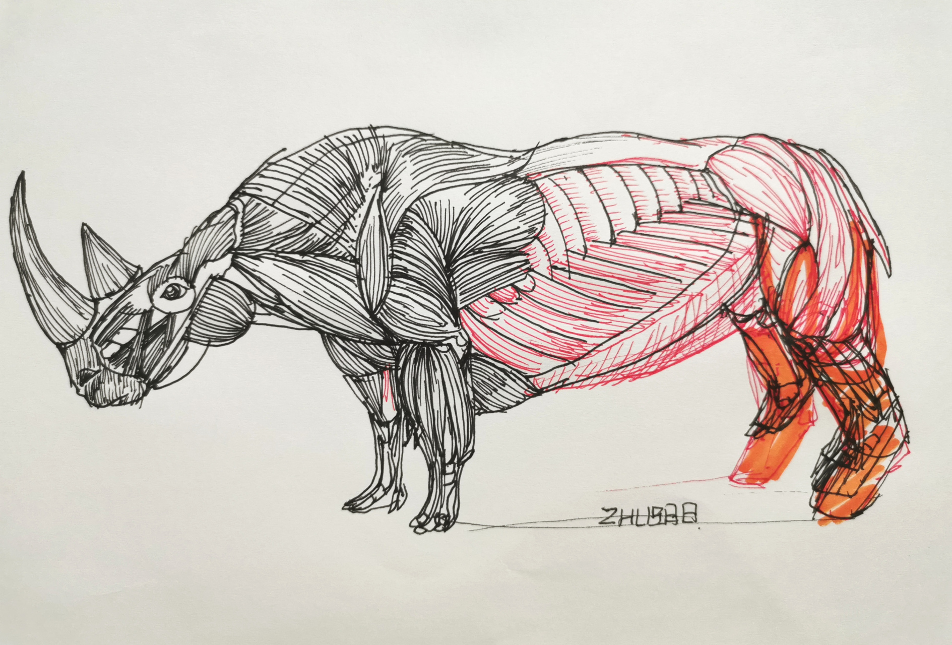 犀牛骨骼肌肉 #犀牛线描# #动物线描