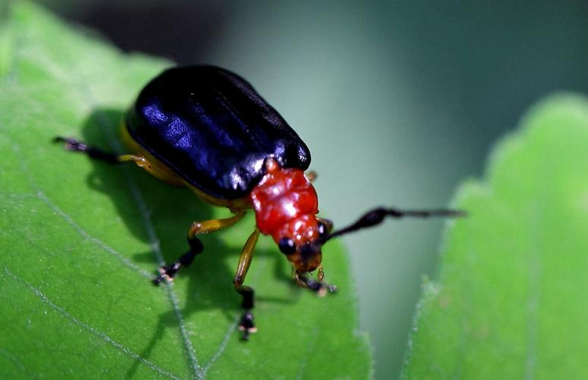 每天认识一种昆虫——射炮步甲 射炮步甲,又名非洲气步甲 体长5-13