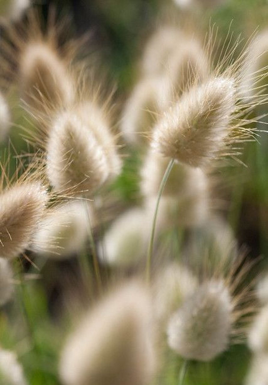 白色珍珠果 ribes rubrum white pearl一种带有白色果实的红醋栗