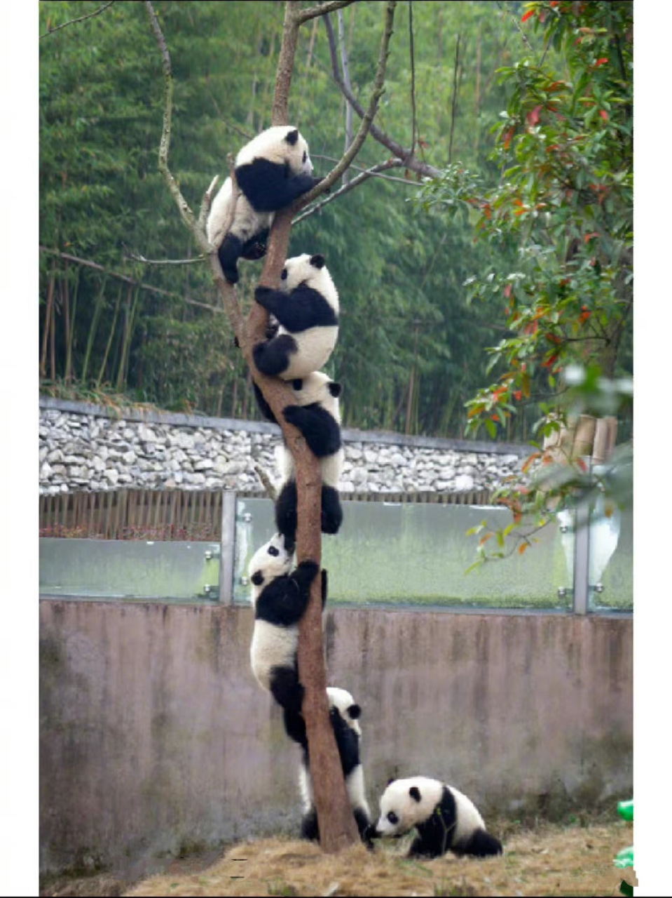 熊猫树上熊猫果.