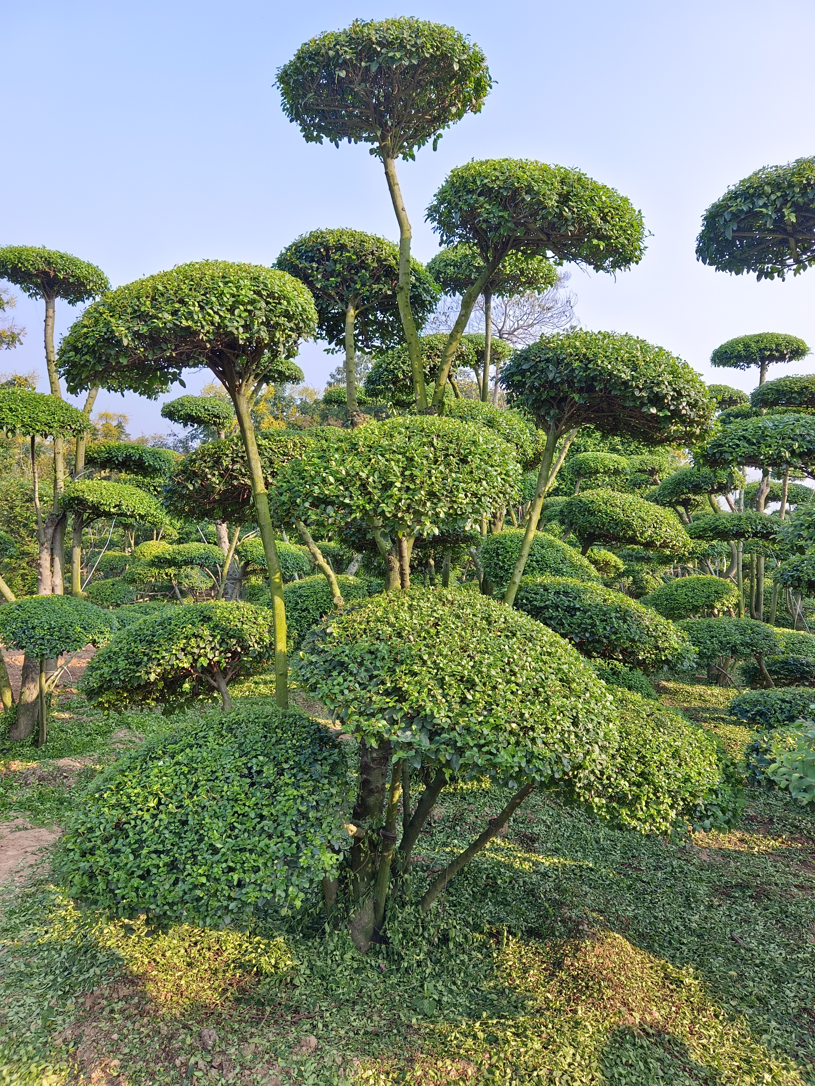 造型小叶女贞树简介