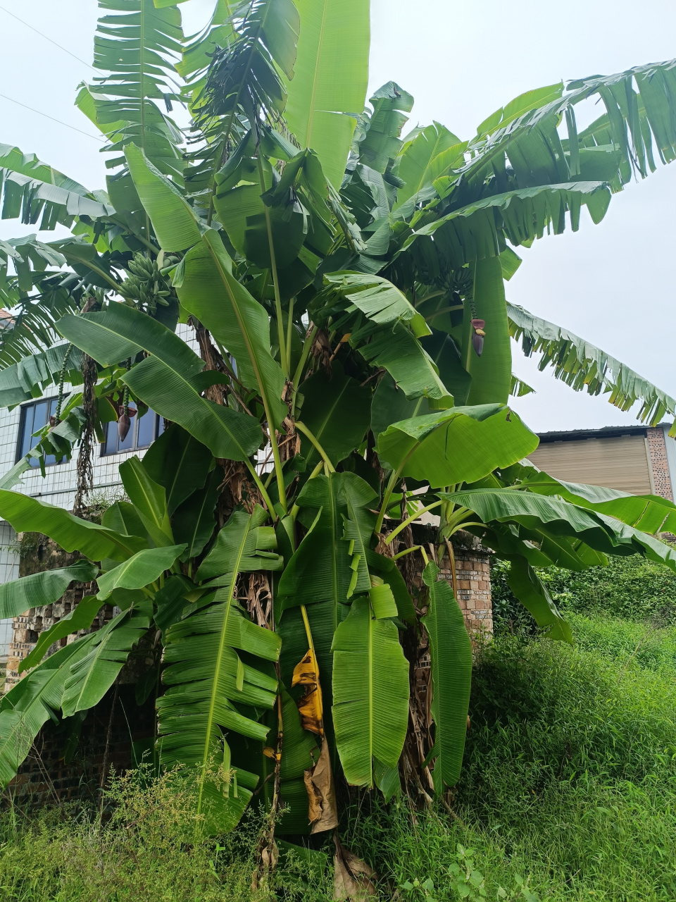雨后的芭蕉叶更是显得格外青翠欲滴,晶莹的水珠挂在宽大的叶片上,仿佛