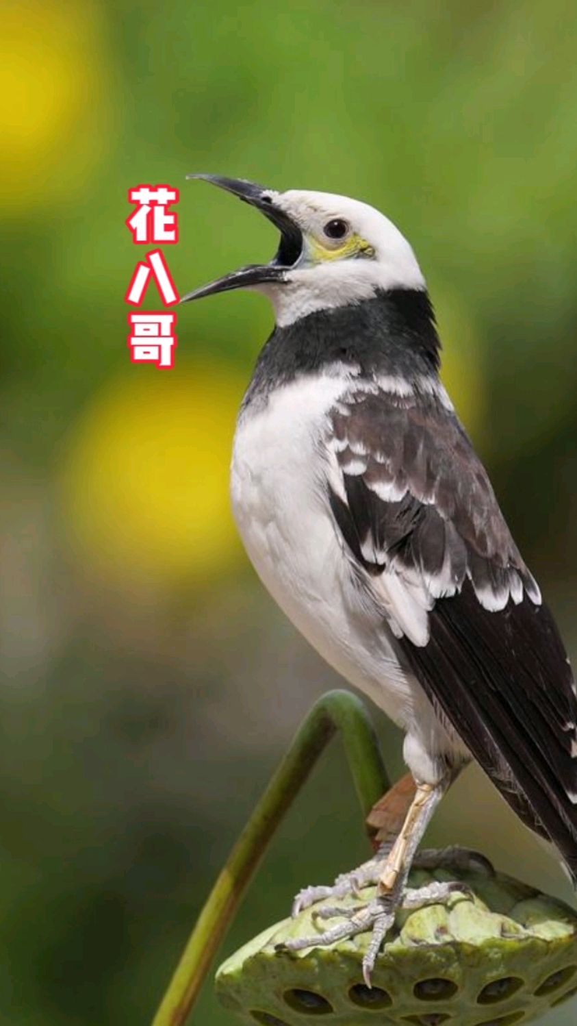 花八哥学名黑领椋鸟,能够学习发声说话,主要以甲虫,鳞翅目幼虫,蝗虫等