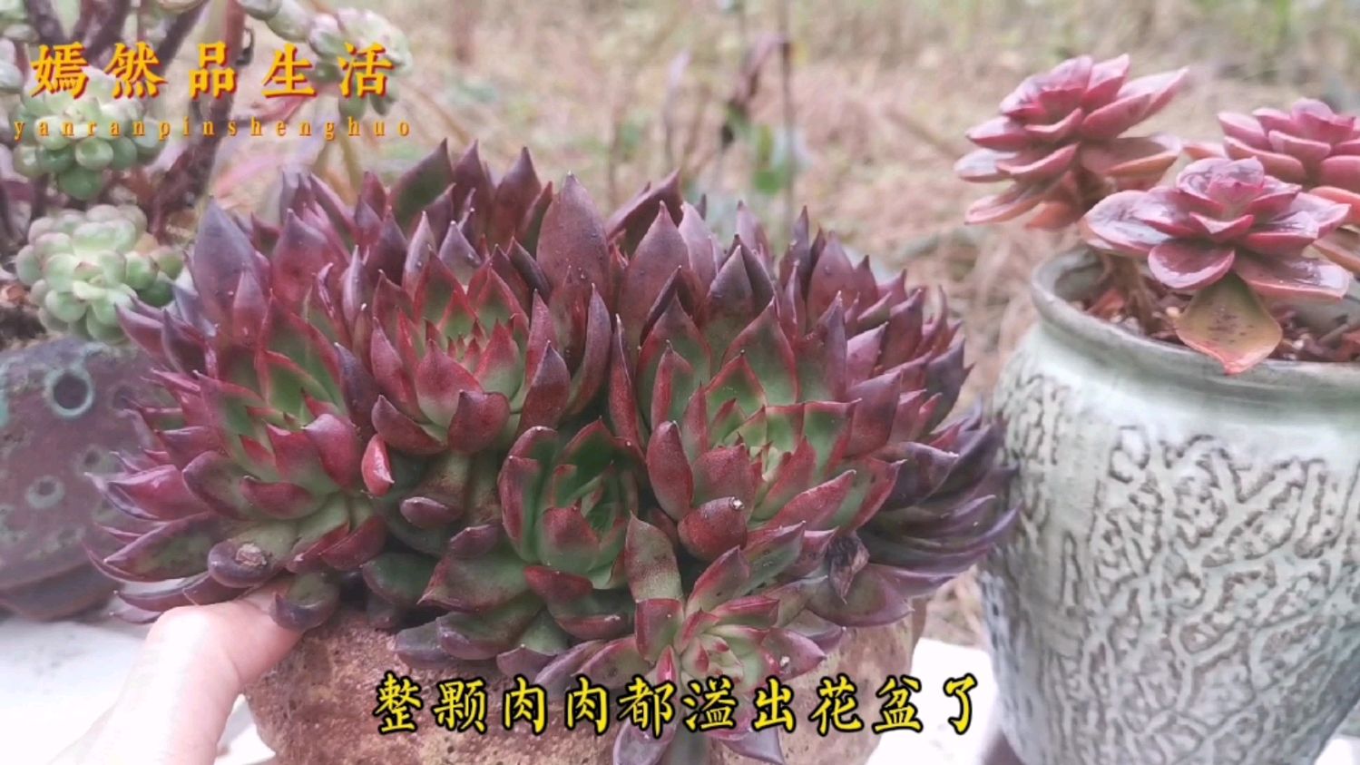 露养的多肉长得快,上色快,阳光雨露的滋养就是美