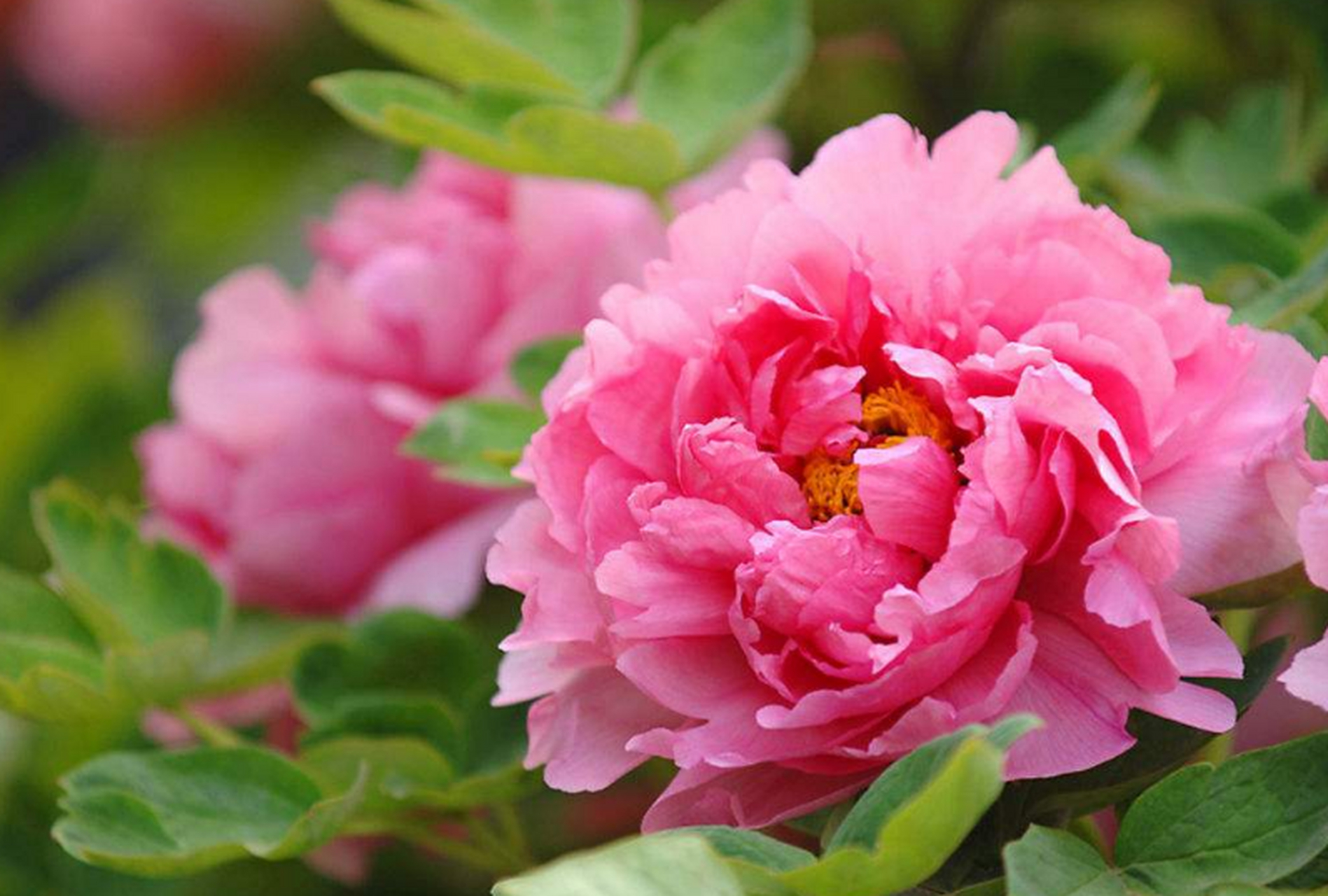 洛阳牡丹花,是中国特有的国花之一,也是我国传统的文化瑰宝.