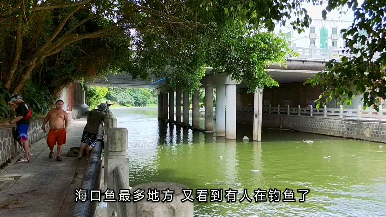 海南海口鱼最多地方,钓的都是淡水石斑鱼,真是爽歪歪!