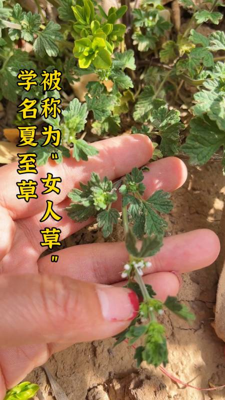 夏至草花程式图片