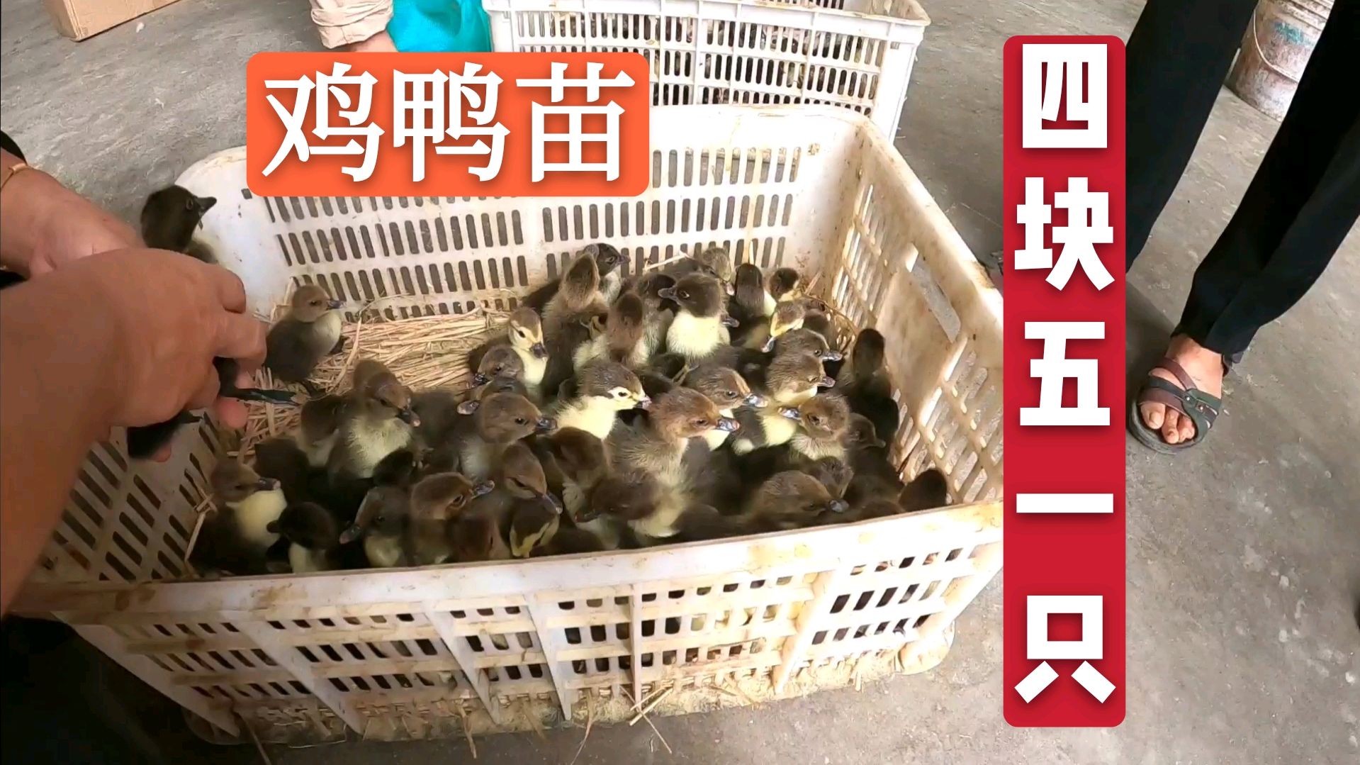鸡鸭苗4块5一只,小伙跟朋友买了160多只,自己养的吃着放心