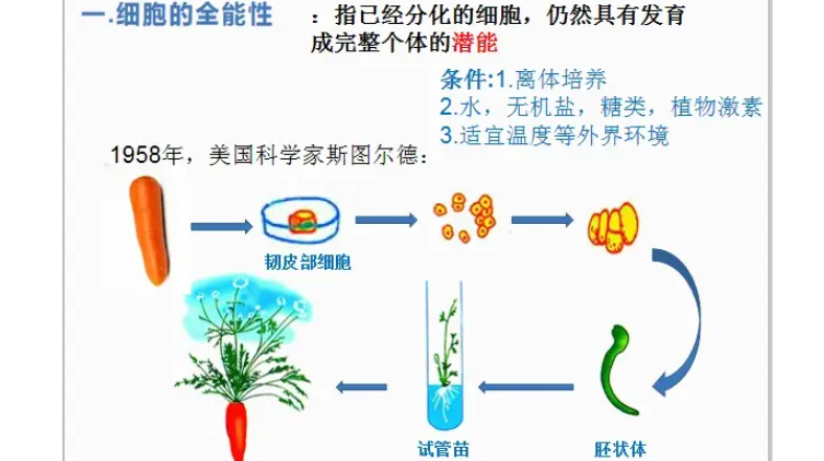 植物细胞的全能性