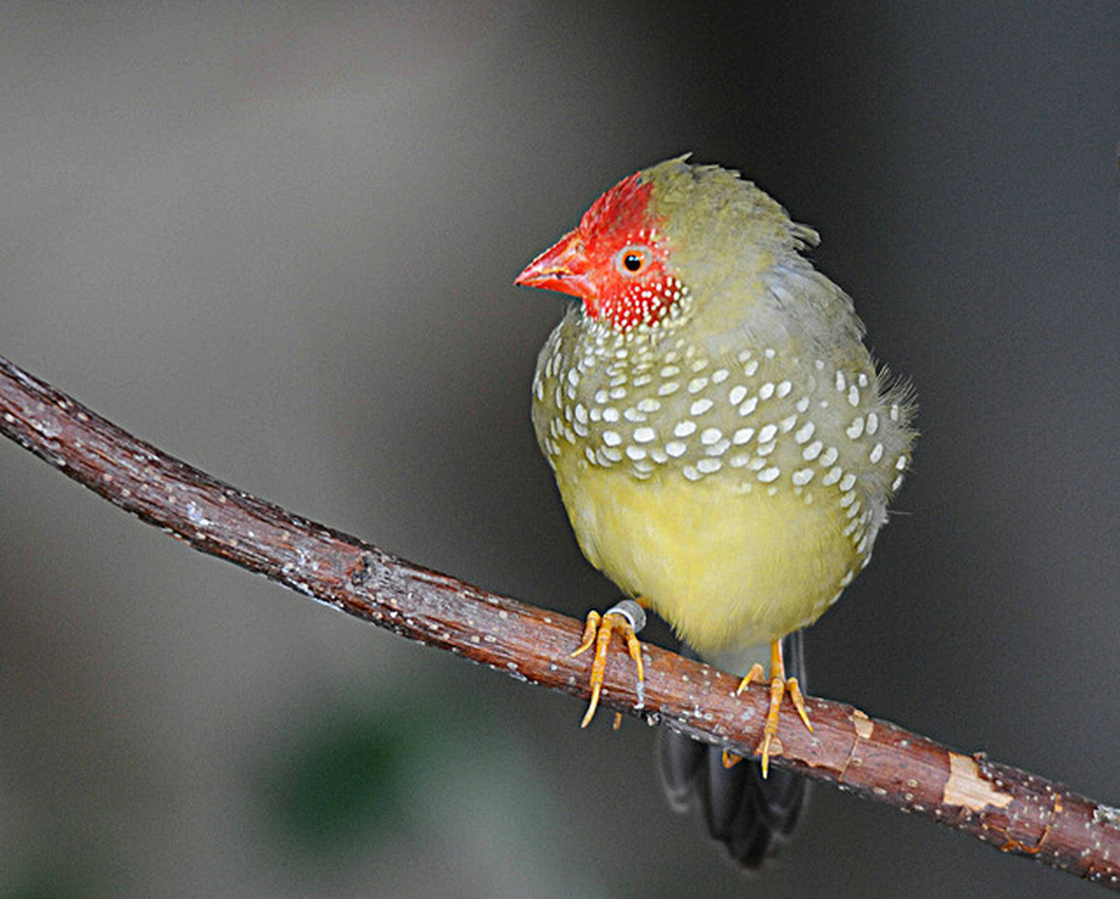 星鸟又名星文鸟,是梅花雀科的小型鸟类,体长12厘米左右,平均体重约为