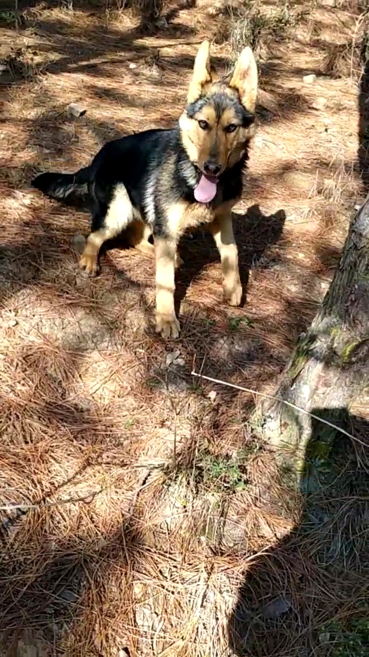 顶级昆明犬黑背图片