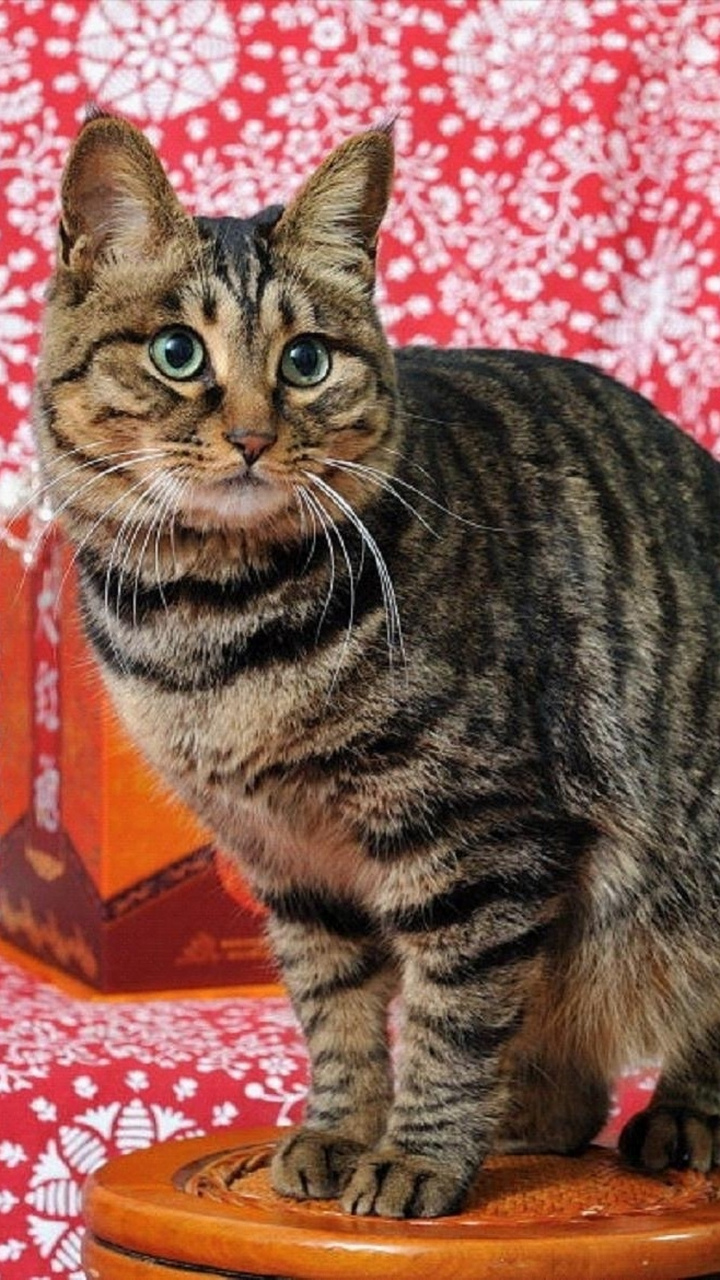 这样的狸花猫你爱了吗?#你养过哪些特别的宠物# #宠爱好物分享