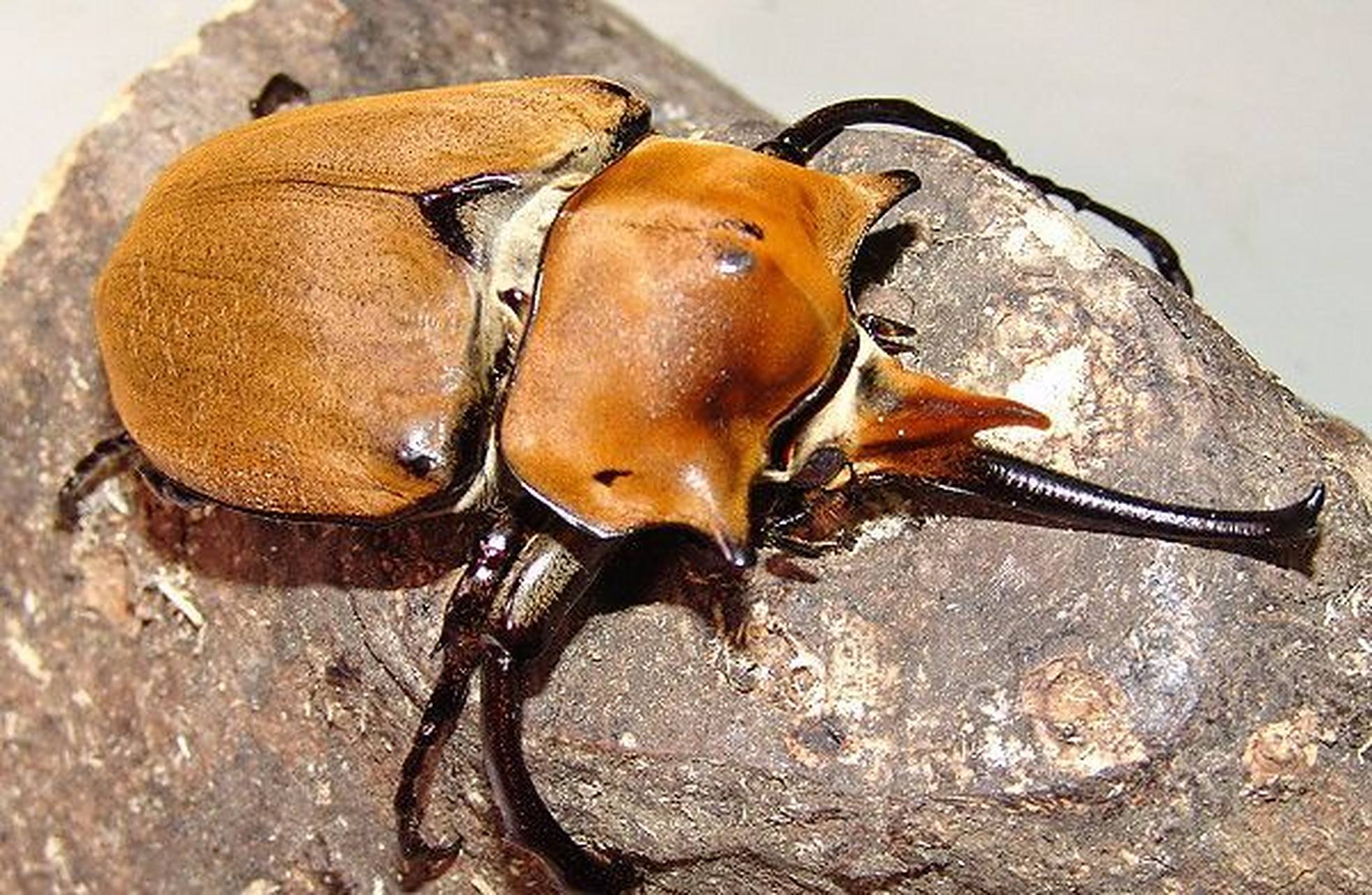 每天认识一种昆虫——毛象兜虫 鞘翅目,犀金龟科,象兜属昆虫.