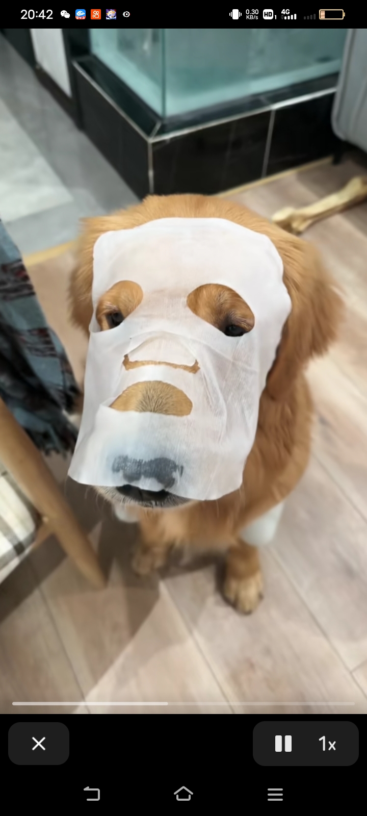 狗狗都会敷面膜了