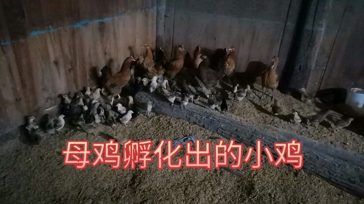 疫情后鸡苗上涨销路不好,怎么办!小伙自有妙招