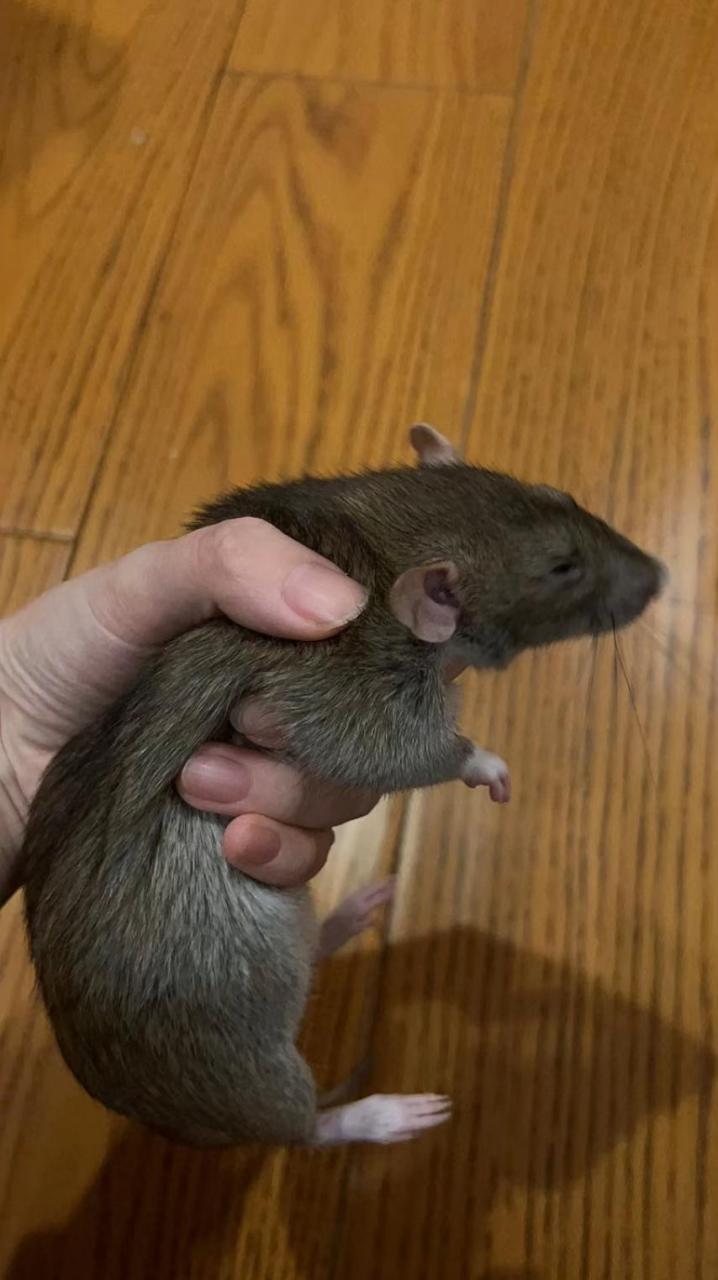 竟然可以徒手抓住老鼠?