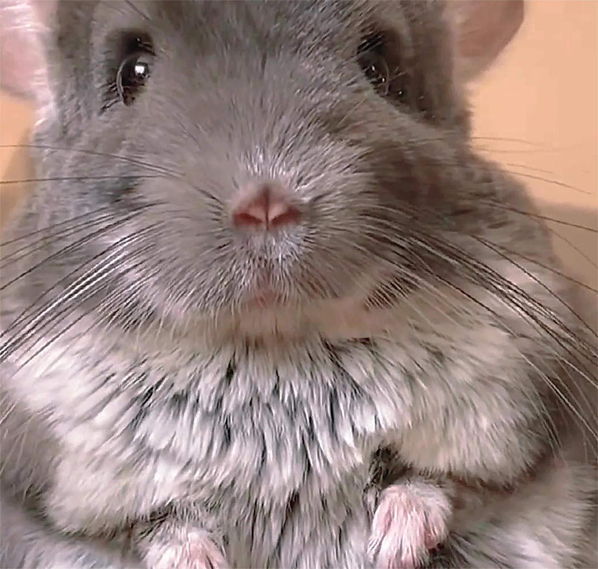 龙猫居然长这样,不就是变大的老鼠吗,网友:价格贵了好多