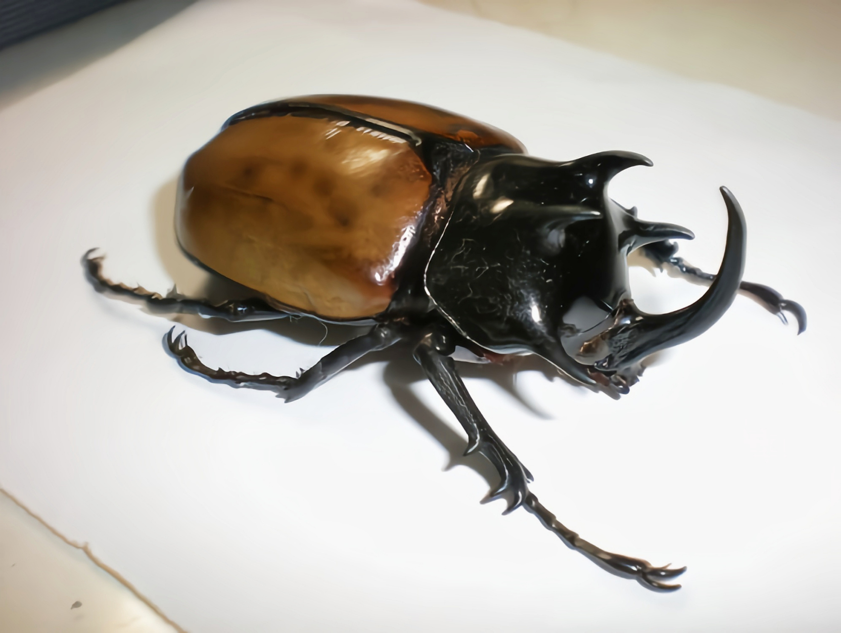 每天认识一种昆虫——五角大兜虫 五角大兜虫别名细角疣犀金龟,鞘翅目