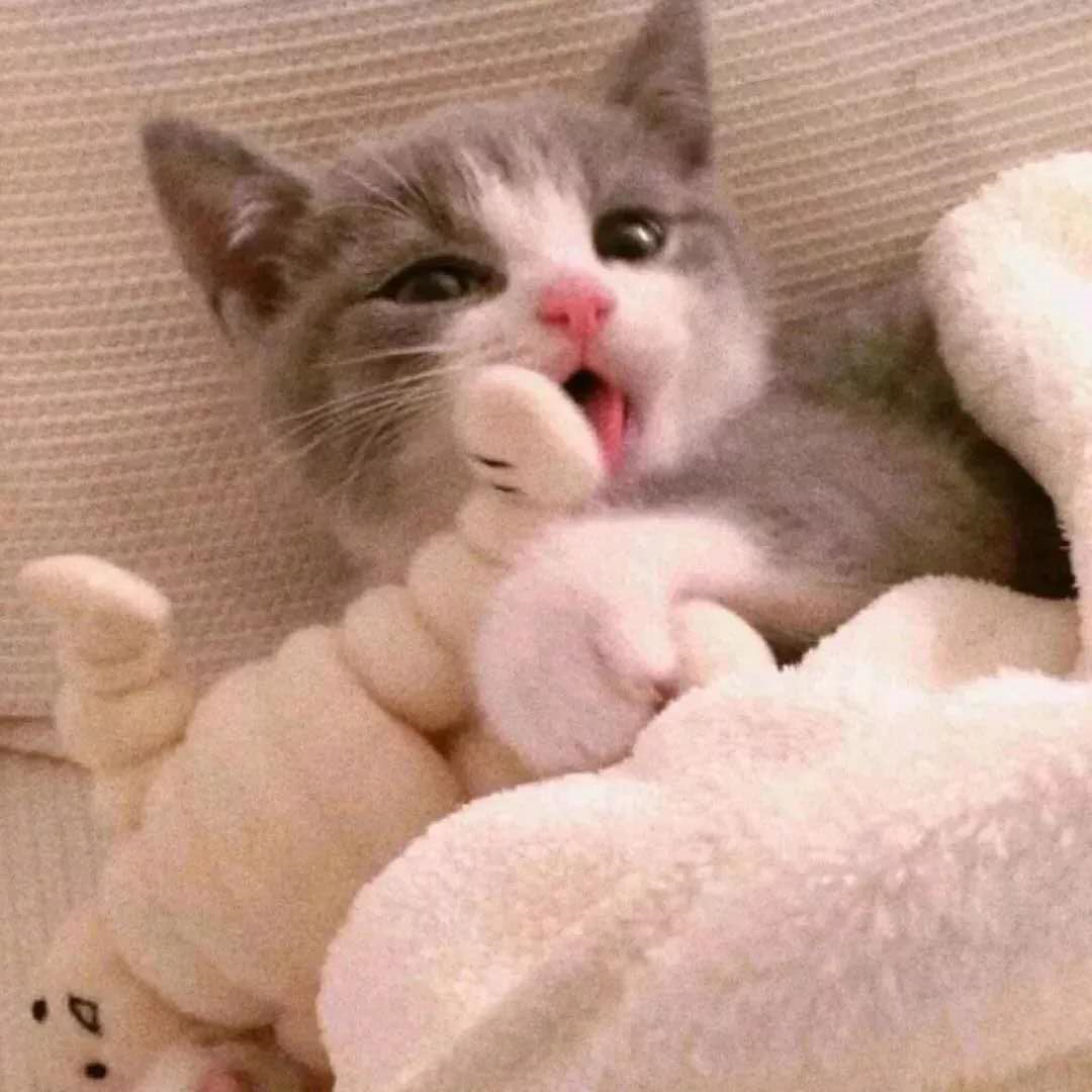 超萌情侣猫咪头像|爱情的味道,值得拥有