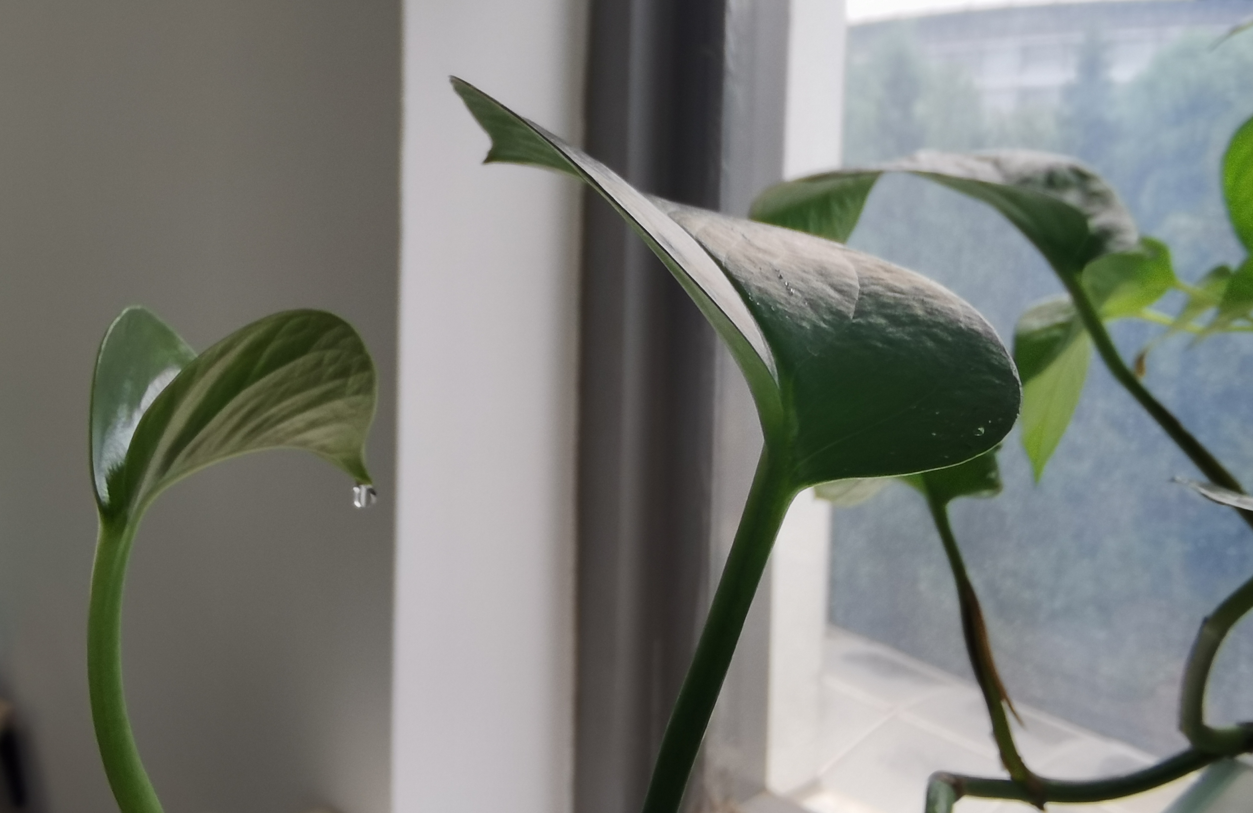 绿萝姑娘你是被我搬砖的勤奋感动到哭了吗?