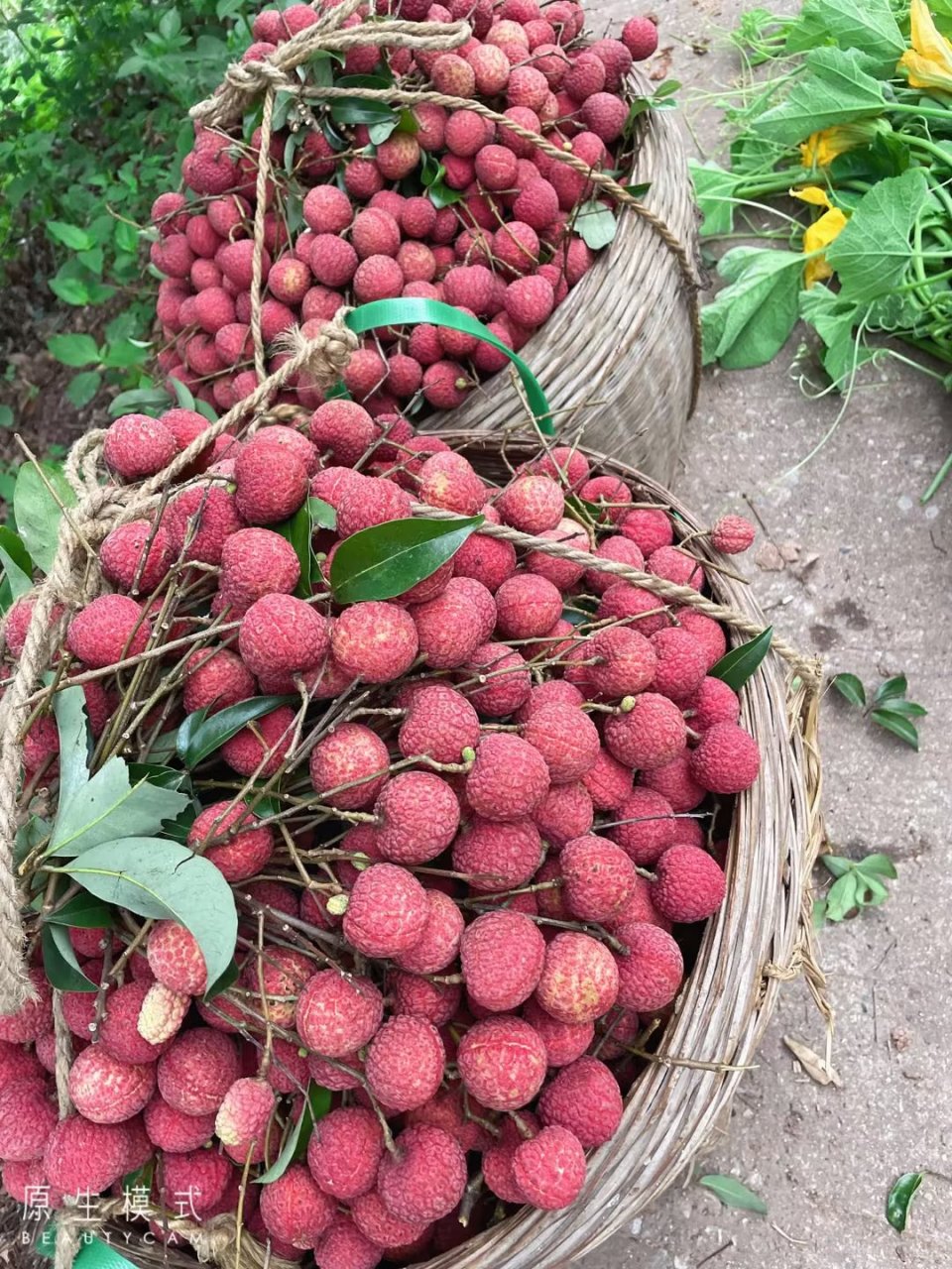 麻垌荔枝大量上市啦