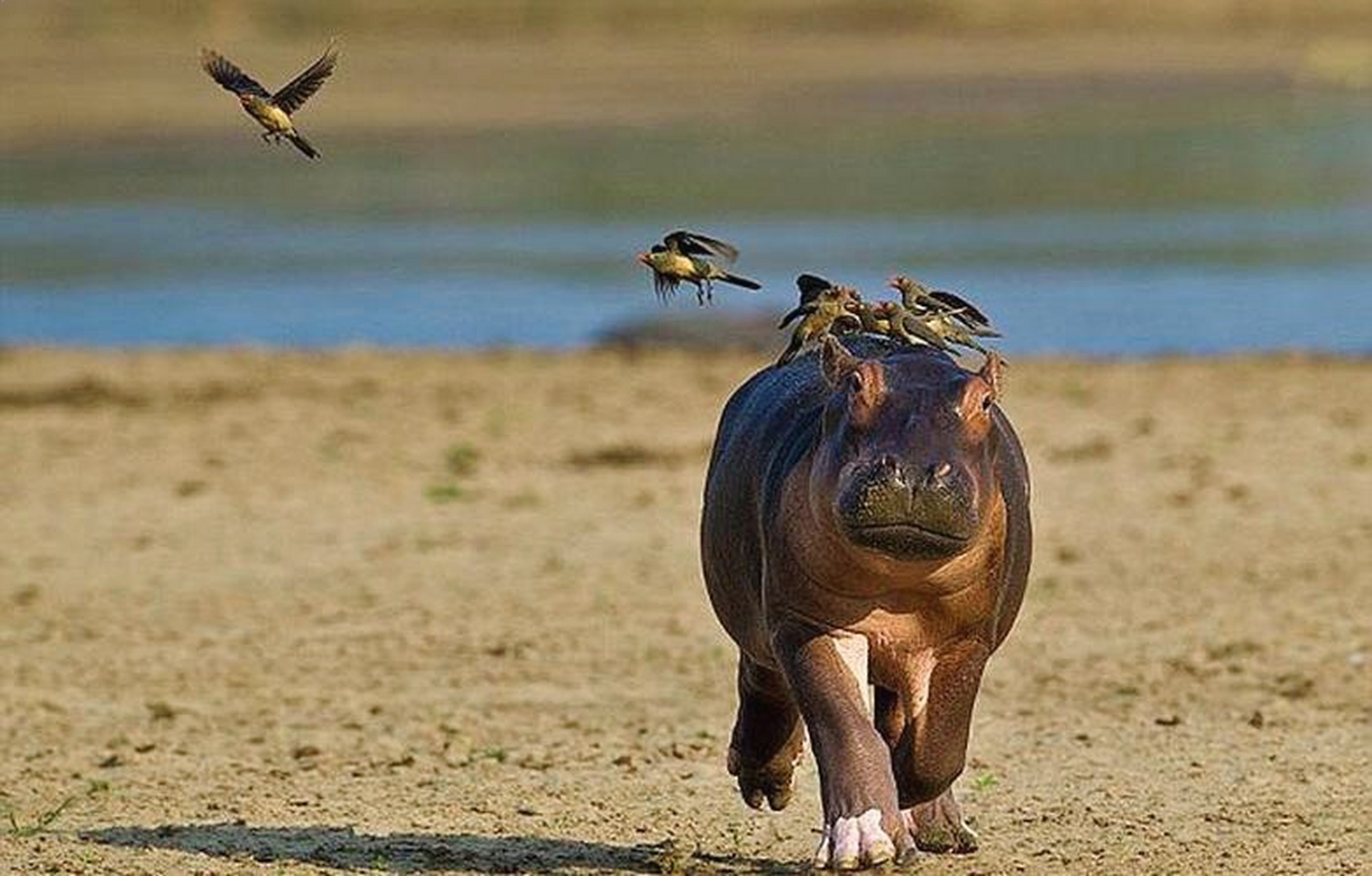 戏精小河马,被小鸟追逐,表情就像是被打了针一样.#趣图搞笑